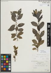 Foto von Salix myrsinifolia Salisb.